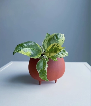 Terracotta Footed Planter