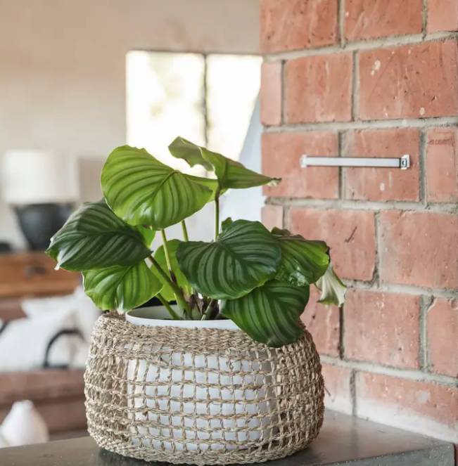 Siwa Seagrass Basket