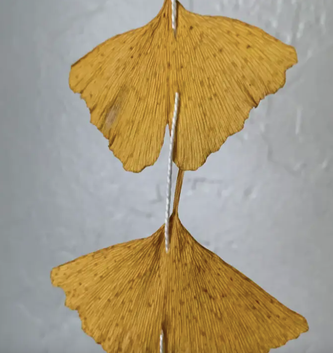 Dried Ginkgo Leaf Garland