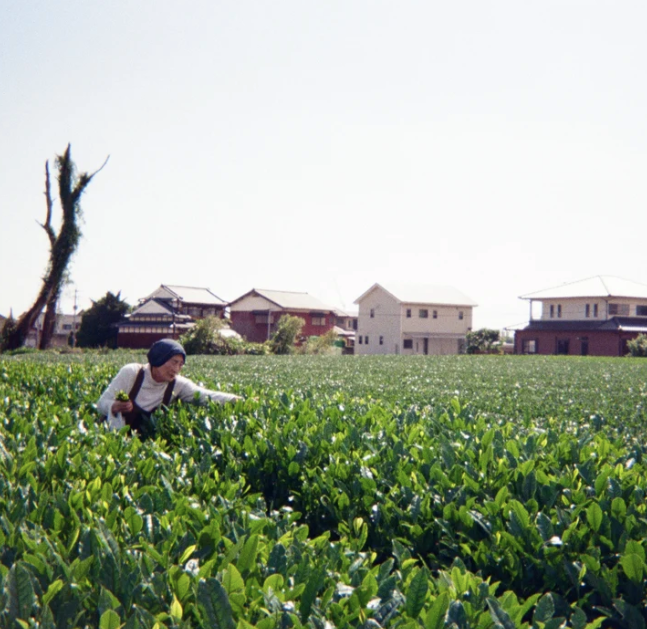 Yame No.89 Matcha