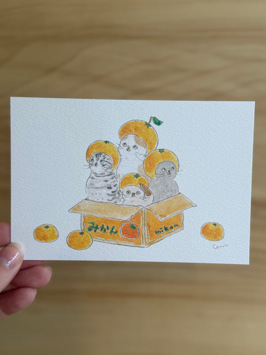Mismatched Mandarins Cat Post Card