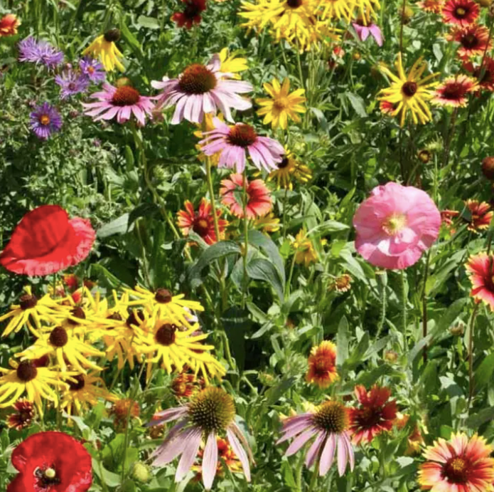 Save the Bees Wildflower Seeds