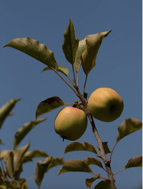 Spiced Gravenstein Apple Butter