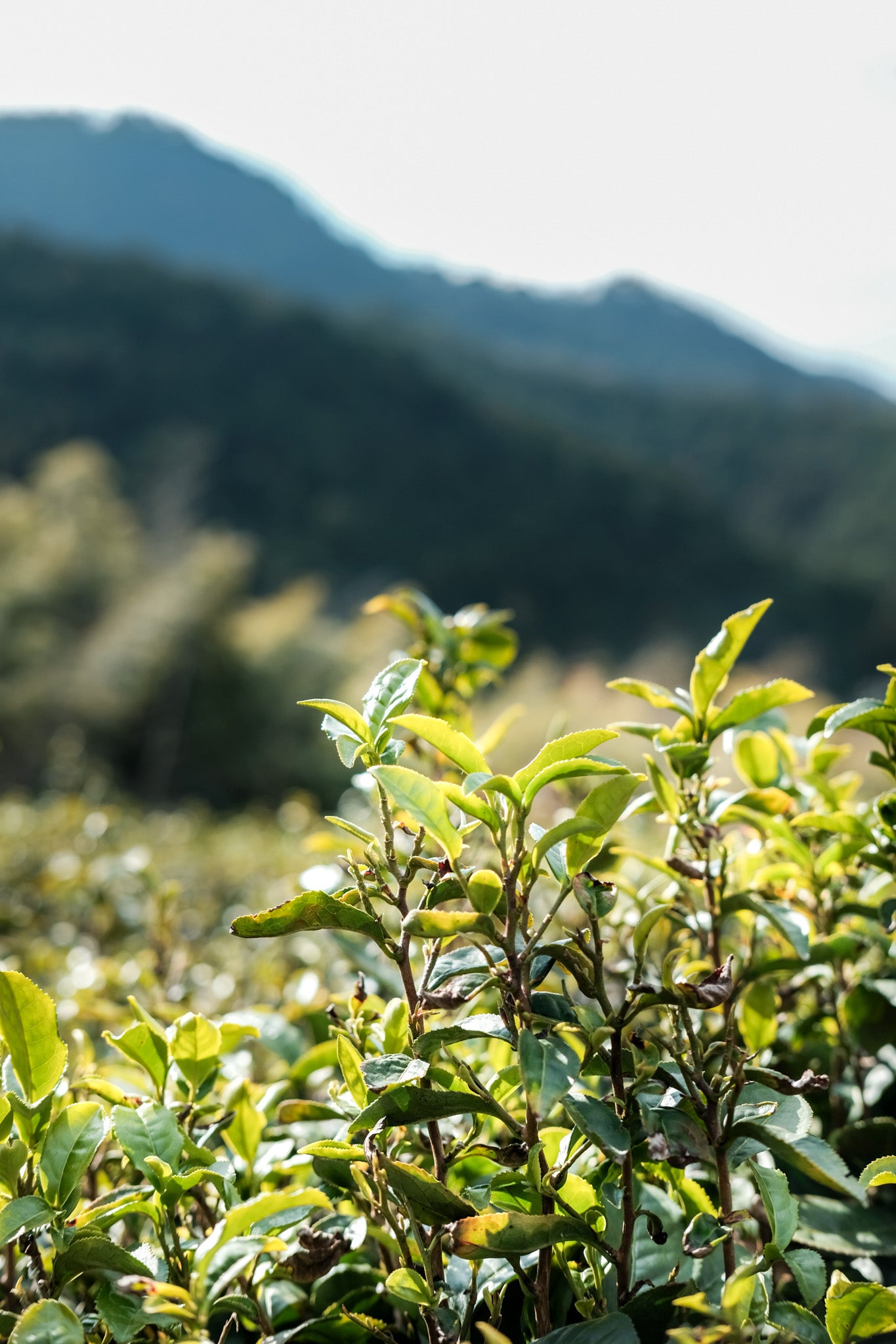 Matcha Workshop with The Postcard
